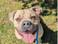 Rotary Club of Buckhead announces partnership with LifeLine Animal Project